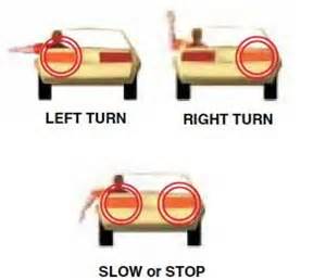 When Using Your Hand And Arm To Signal Stopping Slowing Down You Should   Dt Armsignalsforturnsandstopping 